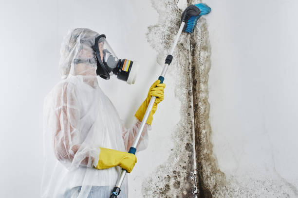 Best Toxic Mold Removal  in Oakland, SC