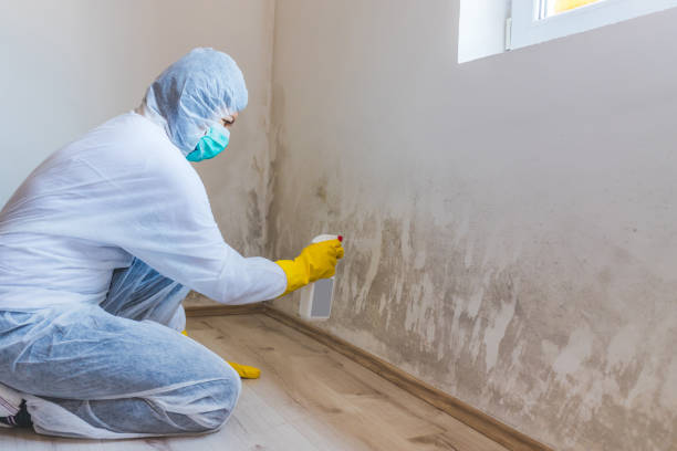 Mold Removal Process in Oakland, SC