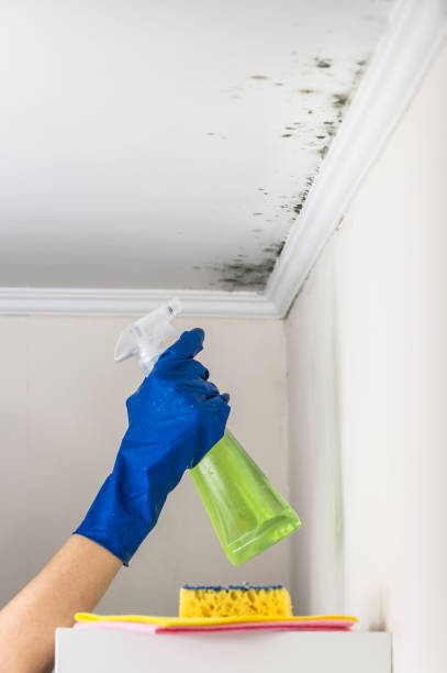 Mold Testing and Removal in Oakland, SC